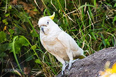 アオメキバタン,キバタン,鳥,インコ,オウム,動物園,ニューギニア島,オーストラリア,長生き,雑食