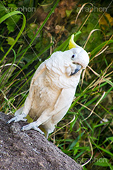 アオメキバタン,キバタン,鳥,インコ,オウム,動物園,ニューギニア島,オーストラリア,長生き,雑食