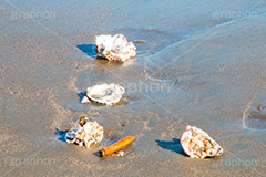 砂浜と貝殻,砂浜,貝殻,海,貝,sea,波打ち際,波,自然