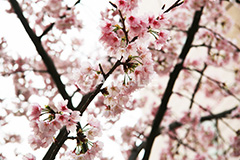 河津桜,桜,さくら,サクラ,桜まつり,花見,お花見,花,お花,フラワー,はな,flower,spring,japan,綺麗,きれい,キレイ,満開,咲,春,blossom,japan,ひな祭り,雛祭り,ひなまつり