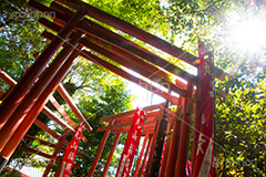 丸山稲荷社,鶴岡八幡宮,神社,神奈川,鎌倉,国幣中社,武家源氏,観光,japan,参拝,お参り,鳥居,旗,逆光,フレア,flare