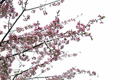 河津桜,桜,さくら,サクラ,桜まつり,花見,お花見,花,お花,フラワー,はな,flower,spring,japan,綺麗,きれい,キレイ,満開,咲,春,blossom,japan,ひな祭り,雛祭り,ひなまつり