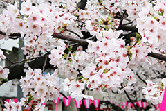 目黒川-桜まつり,桜,ソメイヨシノ,そめいよしの,さくら,サクラ,桜まつり,花見,お花見,花,お花,フラワー,はな,綺麗,きれい,キレイ,満開,咲,祭り,まつり,春,ちょうちん,提灯,提燈,中目黒,目黒区,目黒川,blossom,japan,flower