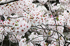 目黒川-桜まつり,桜,ソメイヨシノ,そめいよしの,さくら,サクラ,桜まつり,花見,お花見,花,お花,フラワー,はな,綺麗,きれい,キレイ,満開,咲,春,中目黒,目黒区,目黒川,blossom,japan,flower