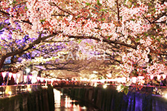 目黒川-夜桜,桜,ソメイヨシノ,そめいよしの,さくら,サクラ,桜まつり,花見,お花見,花,お花,フラワー,はな,綺麗,きれい,キレイ,満開,咲,祭り,まつり,春,ちょうちん,提灯,提燈,中目黒,目黒区,目黒川,夜桜,blossom,japan,flower