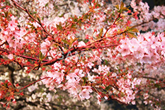 目黒川-夜桜,桜,ソメイヨシノ,そめいよしの,さくら,サクラ,桜まつり,花見,お花見,花,お花,フラワー,はな,綺麗,きれい,キレイ,満開,咲,夜桜,ライトアップ,春,中目黒,目黒区,目黒川,blossom,japan,flower