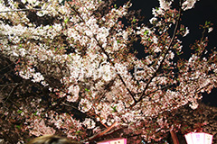 目黒川-夜桜,桜,ソメイヨシノ,そめいよしの,さくら,サクラ,桜まつり,花見,お花見,花,お花,フラワー,はな,綺麗,きれい,キレイ,満開,咲,夜桜,ライトアップ,春,中目黒,目黒区,目黒川,blossom,japan,flower