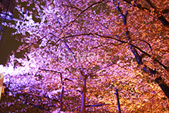 目黒川-夜桜,桜,ソメイヨシノ,そめいよしの,さくら,サクラ,桜まつり,花見,お花見,花,お花,フラワー,はな,綺麗,きれい,キレイ,満開,咲,夜桜,ライトアップ,春,中目黒,目黒区,目黒川,blossom,japan,flower