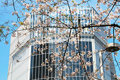 渋谷の桜,桜,ソメイヨシノ,そめいよしの,さくら,サクラ,桜まつり,花見,お花見,花,お花,フラワー,はな,綺麗,きれい,キレイ,満開,咲,渋谷,しぶや,春,shibuya,blossom,japan,flower