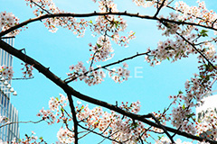 渋谷の桜,桜,ソメイヨシノ,そめいよしの,さくら,サクラ,桜まつり,花見,お花見,花,お花,フラワー,はな,綺麗,きれい,キレイ,満開,咲,渋谷,しぶや,春,shibuya,blossom,japan,flower