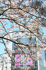 渋谷の桜,桜,ソメイヨシノ,そめいよしの,さくら,サクラ,桜まつり,花見,お花見,花,お花,フラワー,はな,綺麗,きれい,キレイ,満開,咲,渋谷,しぶや,春,shibuya,blossom,japan,flower