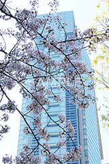 渋谷の桜,桜,ソメイヨシノ,そめいよしの,さくら,サクラ,桜まつり,花見,お花見,花,お花,フラワー,はな,綺麗,きれい,キレイ,満開,咲,渋谷,しぶや,春,shibuya,blossom,japan,flower