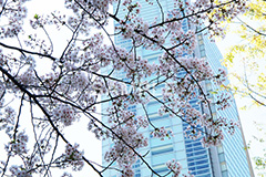 渋谷の桜,桜,ソメイヨシノ,そめいよしの,さくら,サクラ,桜まつり,花見,お花見,花,お花,フラワー,はな,綺麗,きれい,キレイ,満開,咲,渋谷,しぶや,春,shibuya,blossom,japan,flower