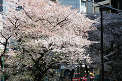 渋谷の桜,桜ヶ丘,坂,桜,ソメイヨシノ,そめいよしの,さくら,サクラ,桜まつり,花見,お花見,花,お花,フラワー,はな,flower,綺麗,きれい,キレイ,満開,咲,渋谷,しぶや,春,shibuya,blossom,japan