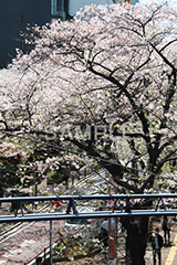 渋谷の桜,桜ヶ丘,坂,桜,ソメイヨシノ,そめいよしの,さくら,サクラ,桜まつり,花見,お花見,花,お花,フラワー,はな,flower,綺麗,きれい,キレイ,満開,咲,渋谷,しぶや,春,shibuya,blossom,japan