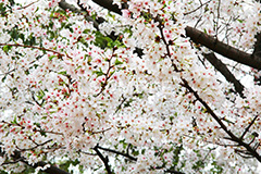 ソメイヨシノ,そめいよしの,桜,さくら,サクラ,桜まつり,花見,お花見,花,お花,フラワー,はな,綺麗,きれい,キレイ,蕾,つぼみ,咲,春,blossom,japan,flower