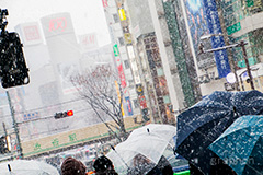 大雪の渋谷,渋谷,駅前,渋谷駅,雪,冬,積もる,降る,寒波,大雪,信号,傘,東口,宮益坂,渋谷区,吹雪,東京,japan,shibuya,snow