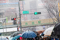 大雪の渋谷,渋谷,駅前,渋谷駅,雪,冬,積もる,降る,寒波,大雪,信号,傘,東口,宮益坂,渋谷区,吹雪,東京,japan,shibuya,snow