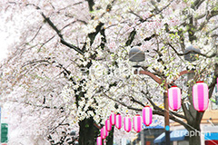 自由が丘-桜,桜,ソメイヨシノ,そめいよしの,さくら,サクラ,桜まつり,花見,お花見,花,お花,フラワー,はな,綺麗,きれい,キレイ,満開,咲,自由が丘,祭り,まつり,春,目黒区,ちょうちん,提灯,提燈,九品仏川緑道,九品仏,緑道,flower,blossom,japan