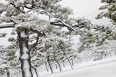 大雪の皇居,皇居,松,雪,冬,積もる,降る,寒波,大雪,天皇,宮殿,東京,千代田区,大手町,重要文化財,和,和風,吹雪,snow,japan,tokyo