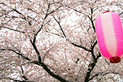 自由が丘-桜,桜,ソメイヨシノ,そめいよしの,さくら,サクラ,桜まつり,花見,お花見,花,お花,フラワー,はな,綺麗,きれい,キレイ,満開,咲,自由が丘,祭り,まつり,春,目黒区,ちょうちん,提灯,提燈,九品仏川緑道,九品仏,緑道,flower,blossom,japan