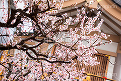 湯島天神の梅,梅,うめ,春,季語,湯島天満宮,文京区,神社,湯島神社,湯島天神,spring,japan,学問,合格祈願,参拝,まつり,祭り,花見,お花見,花,華,フラワー,flower