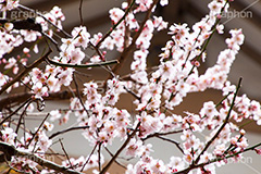 梅の花,梅,うめ,春,季語,花見,お花見,花,華,フラワー,お正月,正月,年賀状,flower,spring,japan