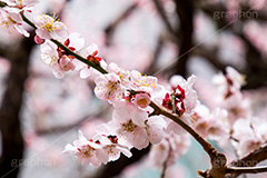 梅の花,梅,うめ,春,季語,花見,お花見,花,華,フラワー,お正月,正月,年賀状,flower,spring,japan