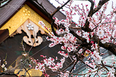 湯島天神の梅,梅,うめ,春,季語,湯島天満宮,文京区,神社,湯島神社,湯島天神,spring,japan,学問,合格祈願,参拝,まつり,祭り,花見,お花見,花,華,フラワー,flower