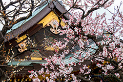 湯島天神の梅,梅,うめ,春,季語,湯島天満宮,文京区,神社,湯島神社,湯島天神,spring,japan,学問,合格祈願,参拝,まつり,祭り,花見,お花見,花,華,フラワー,flower