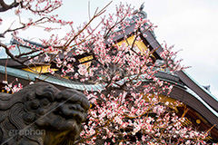 湯島天神の梅,梅,うめ,春,季語,湯島天満宮,文京区,神社,湯島神社,湯島天神,spring,japan,学問,合格祈願,参拝,まつり,祭り,花見,お花見,花,華,フラワー,flower