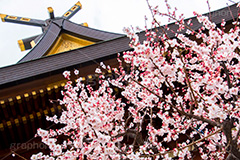 湯島天神の梅,梅,うめ,春,季語,湯島天満宮,文京区,神社,湯島神社,湯島天神,spring,japan,学問,合格祈願,参拝,まつり,祭り,花,華,フラワー,flower