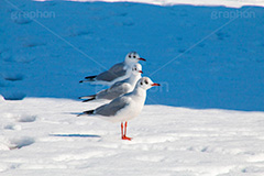 お台場の雪とカモメ,雪,積雪,残雪,寒波,鳥,野鳥,鴎,かもめ,カモメ,ユリカモメ,海辺,海岸,お台場,台場,東京都港区台場,東京臨海副都心,御台場,東京湾,港区,積もる,積雪,東京,tokyo,DAIBA,snow,winter