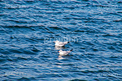 海を泳ぐカモメ,泳ぐ,海面,水面,鳥,野鳥,鴎,かもめ,カモメ,ユリカモメ,海辺,海岸