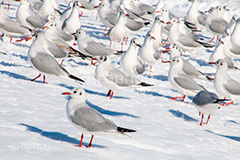 お台場の雪とカモメ,雪,積雪,残雪,寒波,鳥,野鳥,鴎,かもめ,カモメ,ユリカモメ,海辺,海岸,お台場,台場,東京都港区台場,東京臨海副都心,御台場,東京湾,港区,積もる,積雪,たくさん,群れ,東京,tokyo,DAIBA,snow,winter