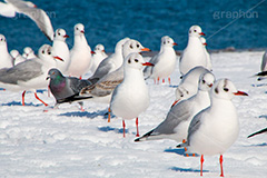 お台場の雪とカモメ,雪,積雪,残雪,寒波,鳥,野鳥,鴎,かもめ,カモメ,ユリカモメ,海辺,海岸,お台場,台場,東京都港区台場,東京臨海副都心,御台場,東京湾,港区,積もる,積雪,たくさん,群れ,東京,tokyo,DAIBA,snow,winter