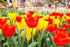 チューリップ畑,チューリップ,ちゅーりっぷ,花,お花,フラワー,はな,flower,花畑,花壇,キレイ,きれい,綺麗,満開,咲,春,tulip,spring