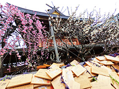 湯島天神の梅,梅,うめ,春,季語,湯島天満宮,文京区,神社,湯島神社,湯島天神,spring,japan,学問,合格祈願,参拝,まつり,祭り,花見,お花見,花,華,フラワー,絵馬,flower