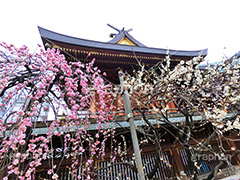 湯島天神の梅,梅,うめ,春,季語,湯島天満宮,文京区,神社,湯島神社,湯島天神,spring,japan,学問,合格祈願,参拝,まつり,祭り,花見,お花見,花,華,フラワー,flower