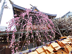 湯島天神の梅,梅,うめ,春,季語,湯島天満宮,文京区,神社,湯島神社,湯島天神,spring,japan,学問,合格祈願,参拝,まつり,祭り,花見,お花見,花,華,フラワー,絵馬,flower