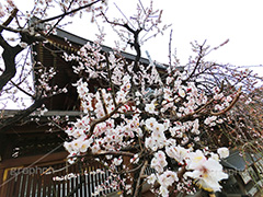 湯島天神の梅,梅,うめ,春,季語,湯島天満宮,文京区,神社,湯島神社,湯島天神,spring,japan,学問,合格祈願,参拝,まつり,祭り,花見,お花見,花,華,フラワー,flower