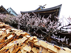 湯島天神の梅,梅,うめ,春,季語,湯島天満宮,文京区,神社,湯島神社,湯島天神,spring,japan,学問,合格祈願,参拝,まつり,祭り,花見,お花見,花,華,フラワー,絵馬,flower