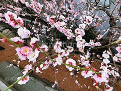 湯島天神の梅,梅,うめ,春,季語,湯島天満宮,文京区,神社,湯島神社,湯島天神,spring,japan,学問,合格祈願,参拝,まつり,祭り,花見,お花見,花,華,フラワー,flower