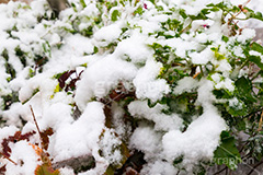 木々に積もる雪,雪,ゆき,積,木々,冬,降る,積雪,snow,winter