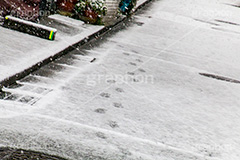 雪の足跡,道路に積もる雪,雪,ゆき,積,足跡,跡,冬,道路,アスファルト,滑る,積雪,snow,winter