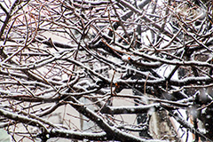 木に積もる雪,雪,ゆき,積,木,冬,降る,積雪,枯れ木,snow,winter