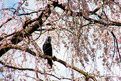 枝垂れ桜にとまったカラス,カラス,野鳥,枝垂れ桜,枝垂桜,しだれ桜,さくら,桜,花,枝,フラワー,春,spring,flower,満開,咲く,blossom