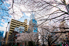 駒込駅前の桜,駒込,駅前,桜,さくら,ソメイヨシノ,豊島区,駒込駅,ロータリー,blossom,spring,flower,japan