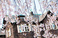 旧古河庭園のしだれ桜,枝垂桜,しだれ桜,さくら,桜,花,フラワー,旧古河庭園,洋館,ジョサイア,ミステリー,北区,都立庭園,名所,国有財産,名勝,春,spring,tokyo,flower,庭,庭園,西洋,洋風,西洋館,洋風庭園,洋式庭園,上中里,満開,咲く,blossom,japan