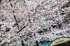 駒込駅前の桜,駒込,駅前,桜,さくら,ソメイヨシノ,豊島区,駒込駅,南口,ロータリー,バス停,blossom,spring,flower,japan